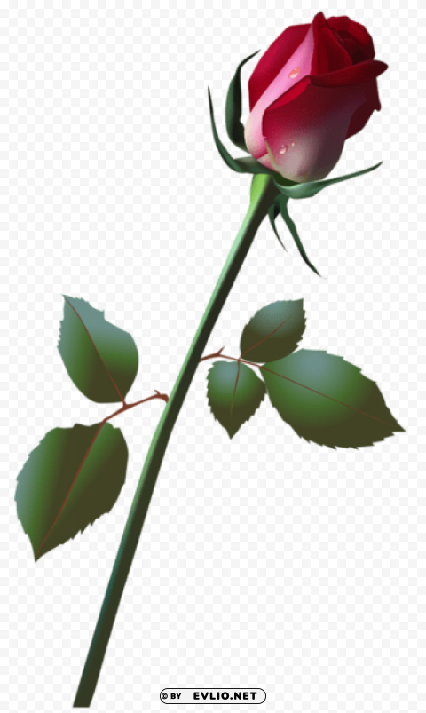 beautiful rose bud CleanCut Background Isolated PNG Graphic