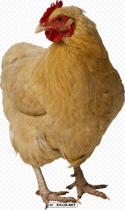 chicken PNG Graphic with Transparent Isolation