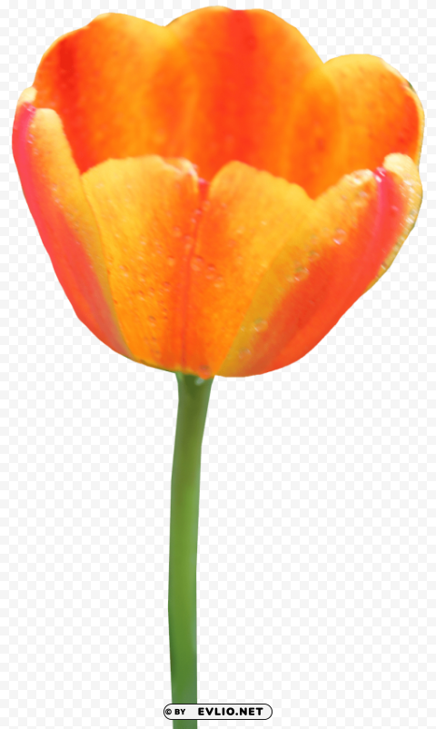 tulip HighResolution PNG Isolated on Transparent Background
