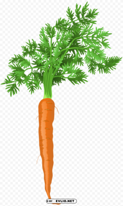 carrot HighQuality Transparent PNG Isolated Graphic Design