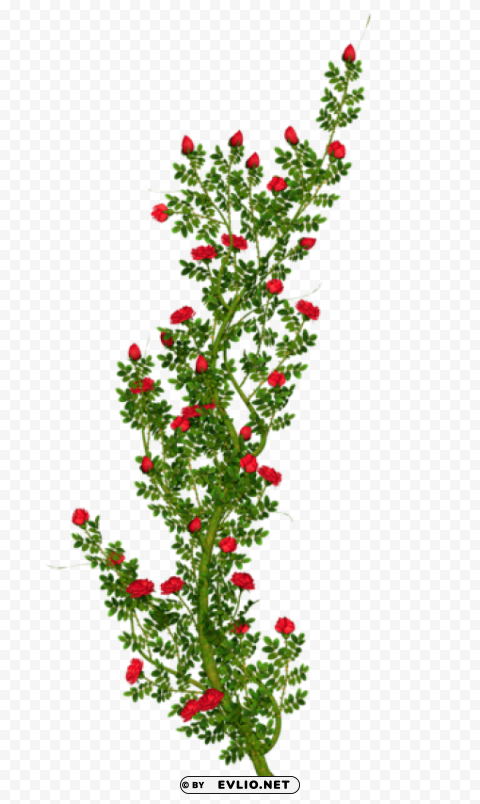 Rosebush HighResolution Transparent PNG Isolated Element