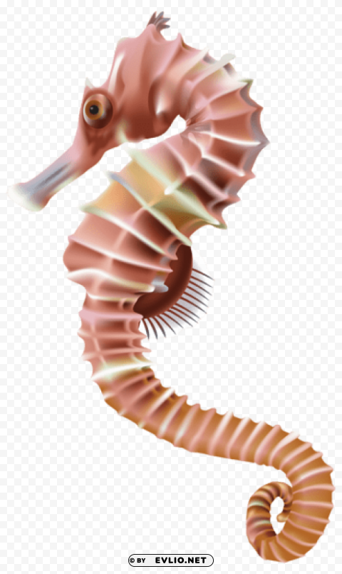 Seahorse PNG Isolated Object On Clear Background
