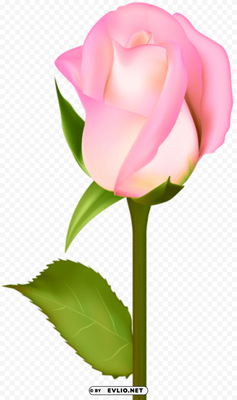 beautiful rose Isolated Object on Transparent PNG