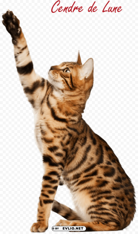 bengal cat pro PNG images with no limitations