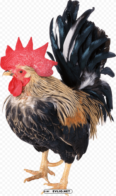 cock High-resolution PNG