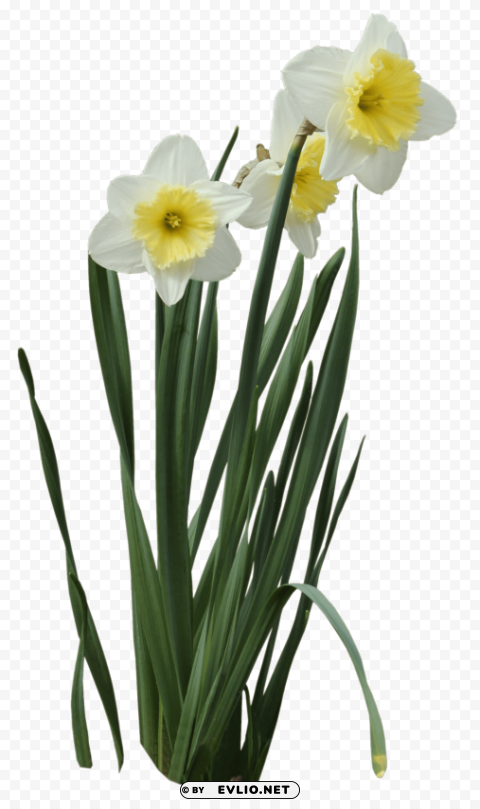 daffodils PNG files with clear background variety