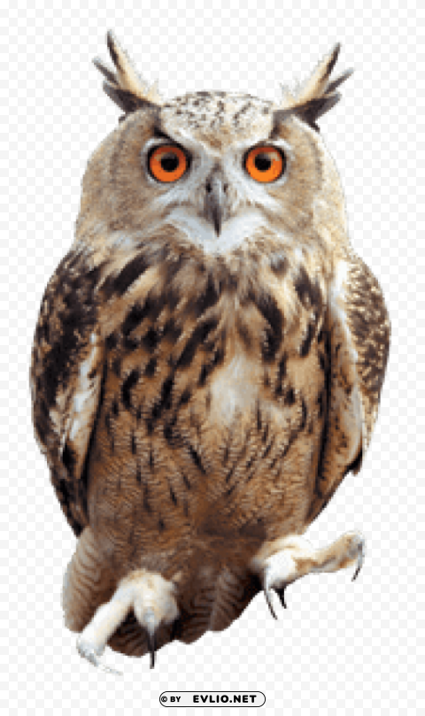 owl front Isolated Object with Transparent Background PNG