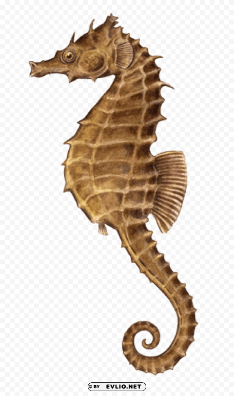 seahorse illustration Isolated PNG Graphic with Transparency