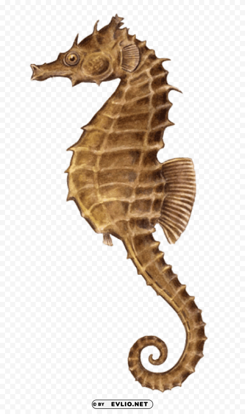 Seahorse Illustration Isolated PNG Graphic With Transparency