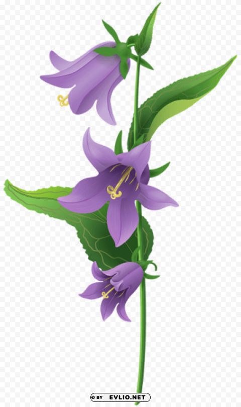 wild purple bell flower PNG transparent images for social media