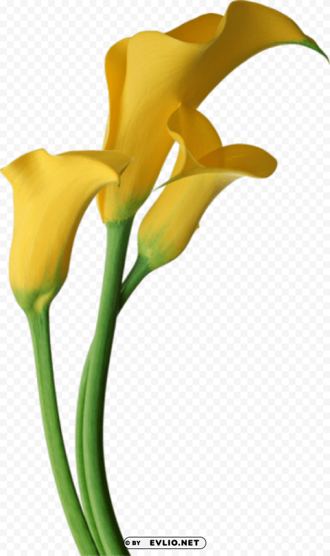 Yellow Transparent Calla Lilies Flowers Clean Background Isolated PNG Illustration