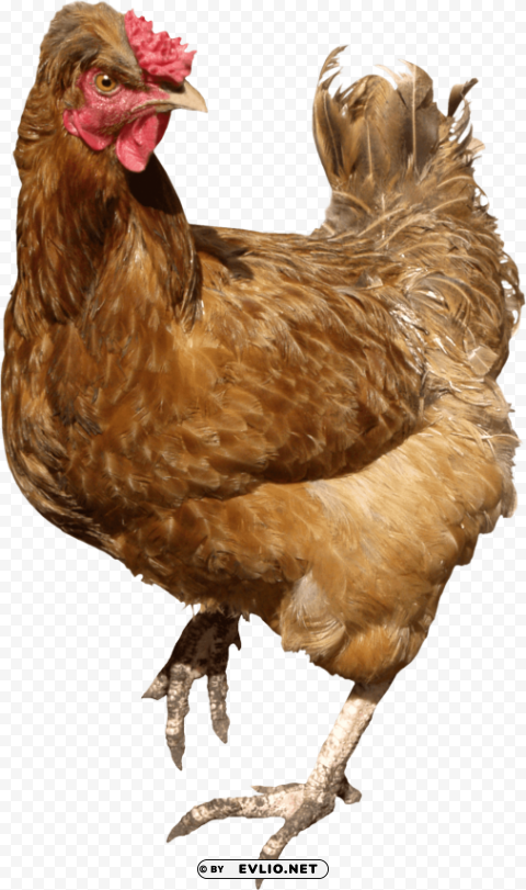 Chicken Brown Walking Isolated Item On HighResolution Transparent PNG