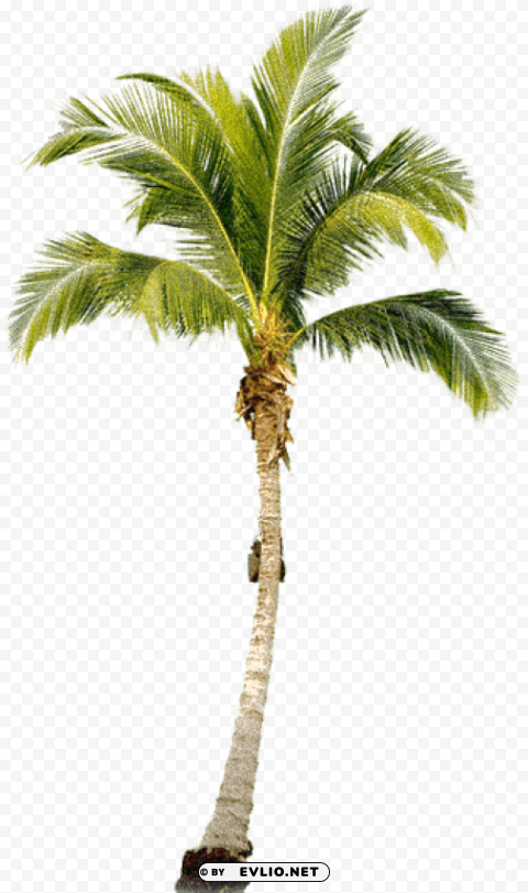 palm tree free download PNG pictures with no backdrop needed