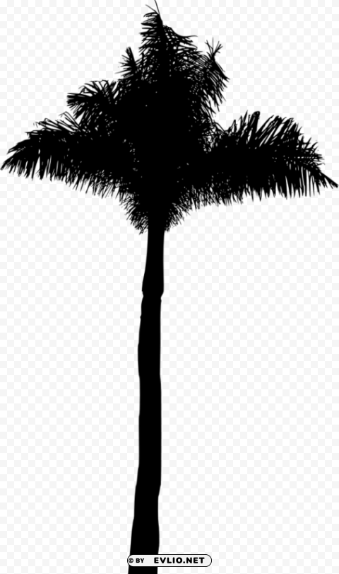 Palm Tree Silhouette Clear background PNG images bulk