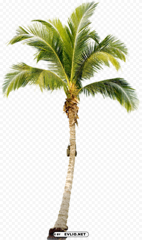 Palm Tree Transparent PNG Images With High-quality Resolution