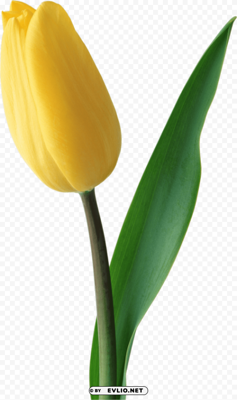tulip Isolated Graphic Element in HighResolution PNG