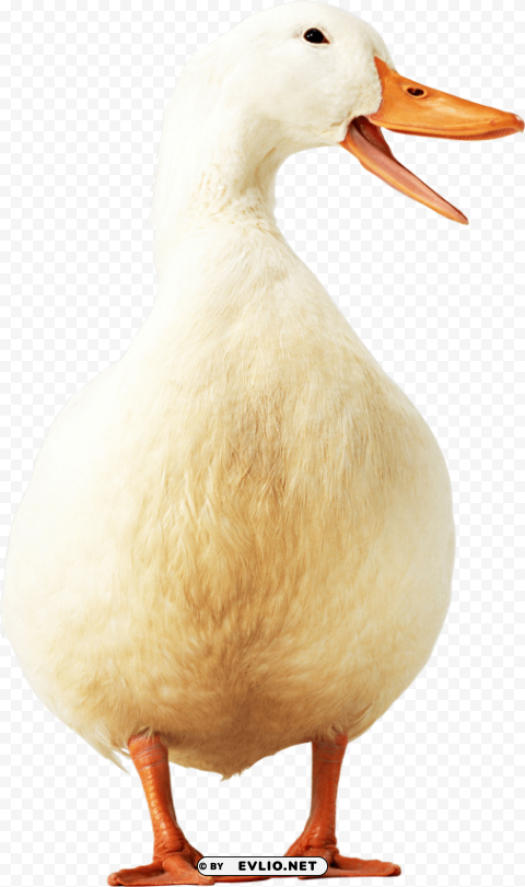 yellow duck PNG format png images background - Image ID 1fab8288