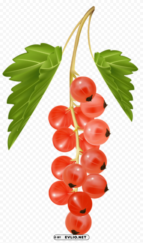 red currant vector Isolated Design Element in HighQuality PNG