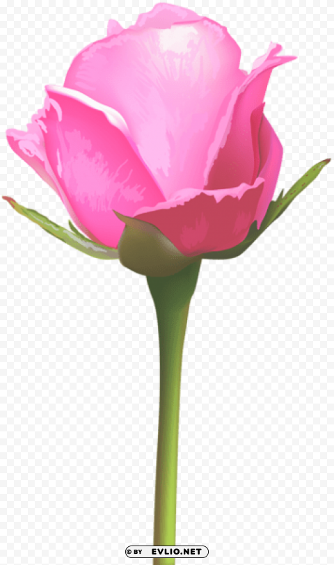 single pink rose Isolated PNG Element with Clear Transparency