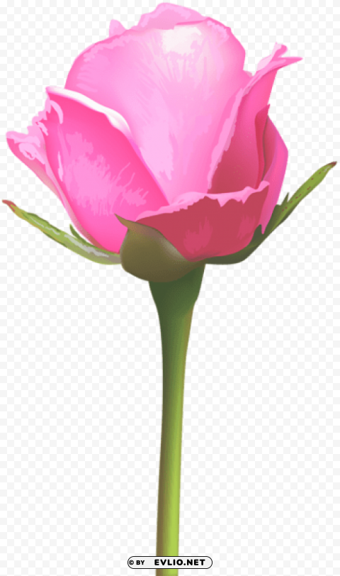 PNG image of single pink rose Isolated PNG Element with Clear Transparency with a clear background - Image ID 285cbcf0