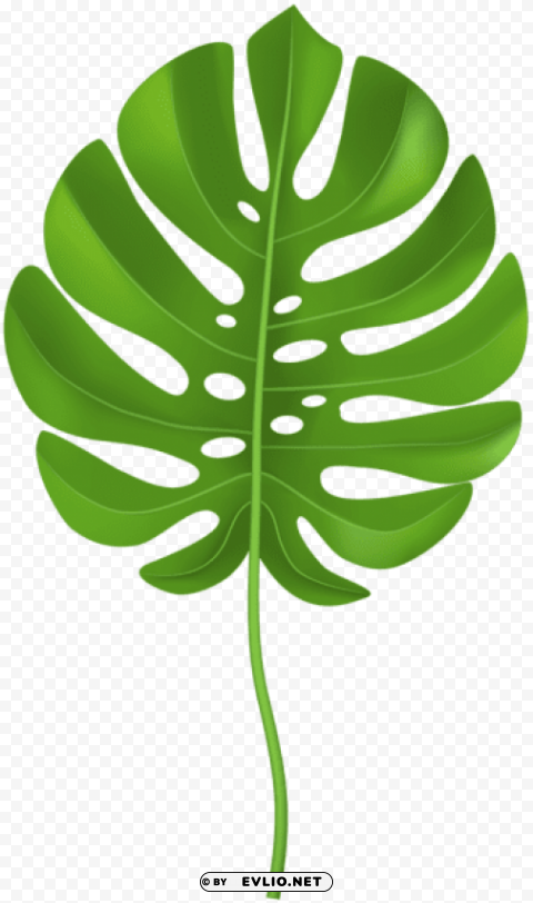 tropical palm leaf transparent PNG files with clear background collection clipart png photo - e0d5fc8a