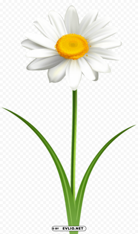 daisy flower transparent PNG Image with Clear Isolated Object