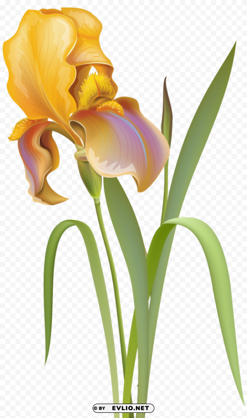 Iris Flower PNG Illustration Isolated On Transparent Backdrop