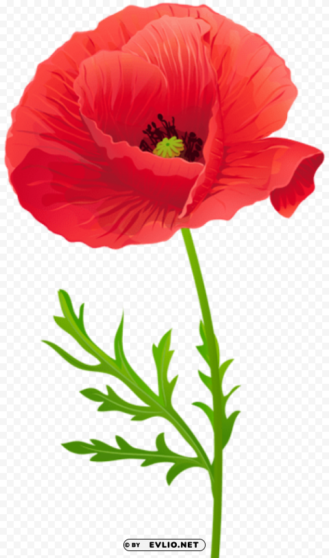 red poppy flower Isolated Subject in HighQuality Transparent PNG