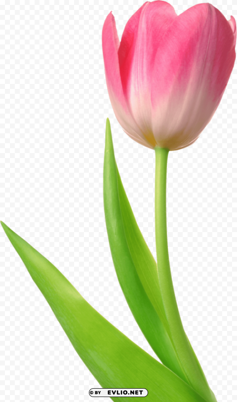 tulip High-resolution transparent PNG images assortment