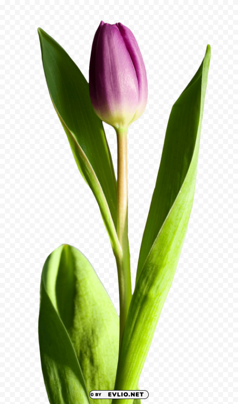 Tulip Flower Transparent PNG artworks for creativity