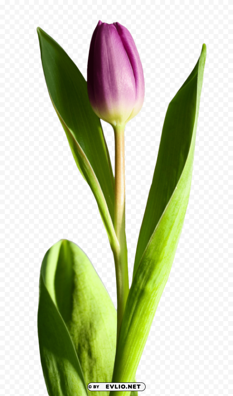 tulip flower PNG pictures with no background required
