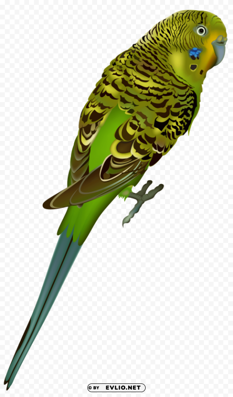 birds PNG for mobile apps