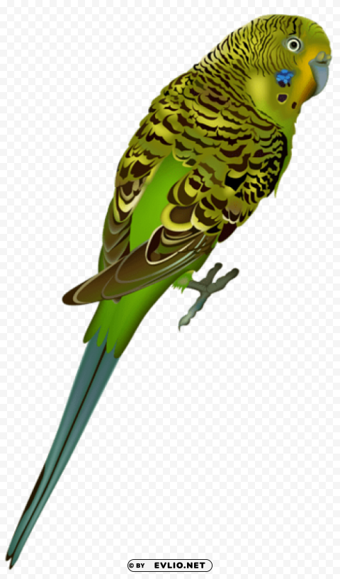 budgie bird Free download PNG with alpha channel extensive images