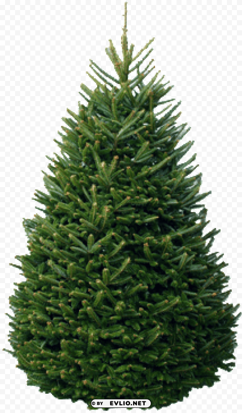 christmas tree package - fraser fir christmas trees Isolated Icon with Clear Background PNG
