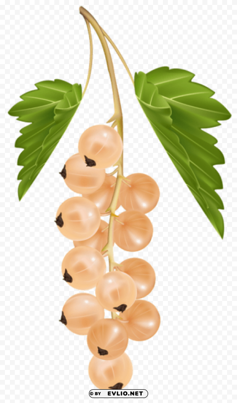 white currant vector Isolated Design Element in PNG Format