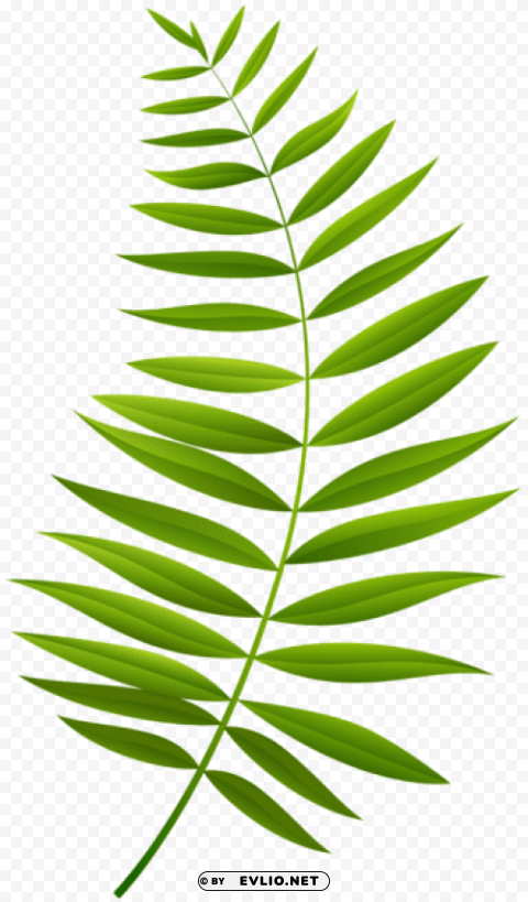 palm branch transparent PNG for social media clipart png photo - 50eb47bc