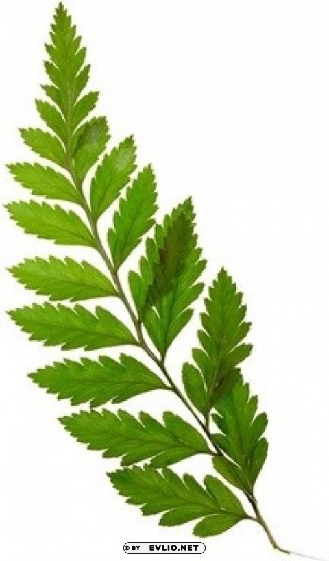 plants Transparent PNG Isolated Element with Clarity
