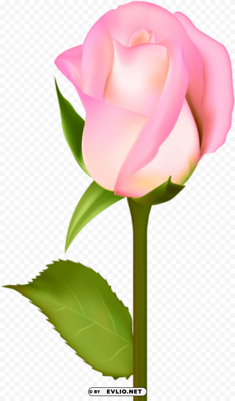 beautiful rose art PNG Isolated Illustration with Clarity