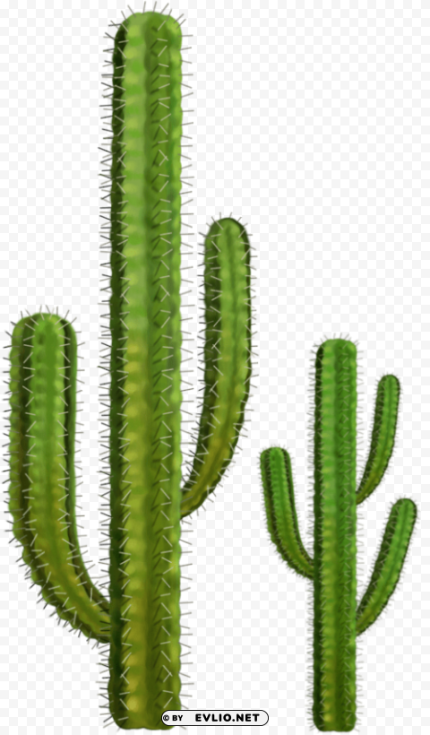 cactus Clear PNG pictures assortment