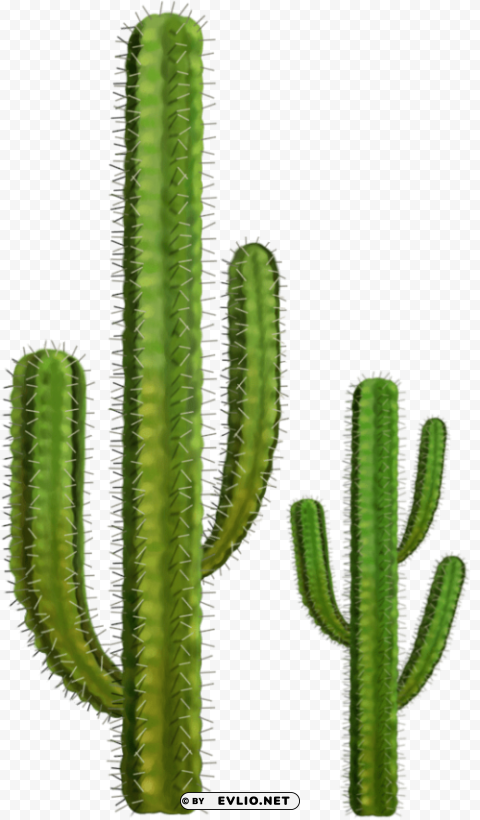 Cactus Clear PNG Pictures Assortment