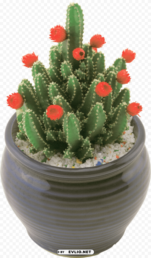 cactus Clear PNG pictures compilation