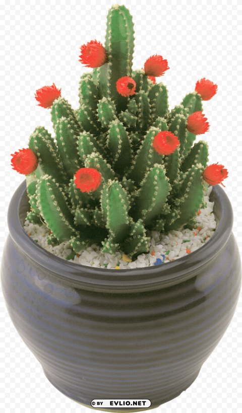 cactus Clear PNG pictures compilation clipart png photo - 148f7a2c