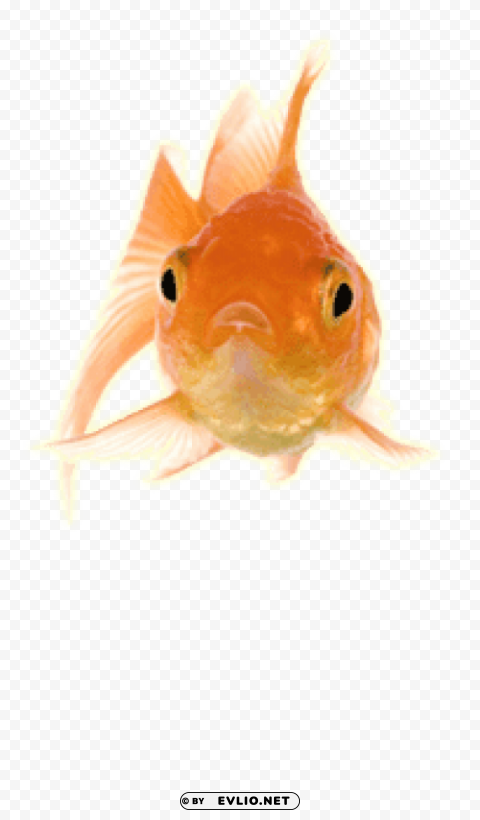 gold fish front PNG images with no limitations png images background - Image ID 9d5eddbe