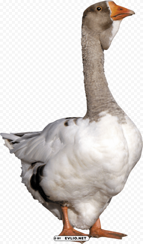 goose from front PNG Image with Isolated Artwork