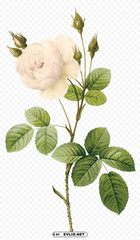 PNG image of white roses PNG clipart with a clear background - Image ID 5a413e4f