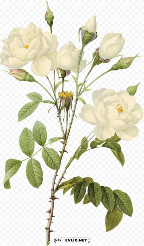 white roses PNG files with clear background variety