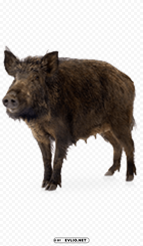 boar Isolated Element in HighResolution Transparent PNG