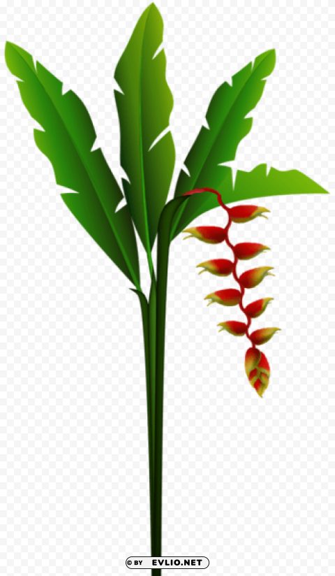 exotic red tropical flower Alpha channel transparent PNG