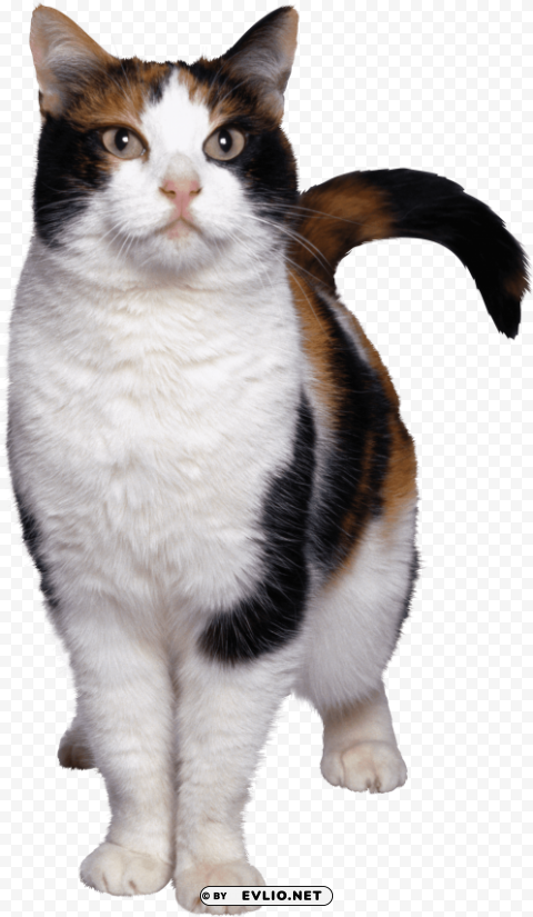 cat looking white brown PNG files with no background bundle