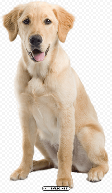 dog Isolated Subject with Transparent PNG